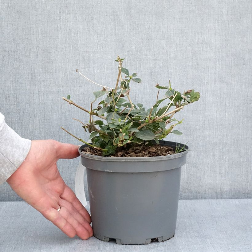 Lantana camara Chapel Sunny Side Up 2L/3L pot sample as delivered in spring