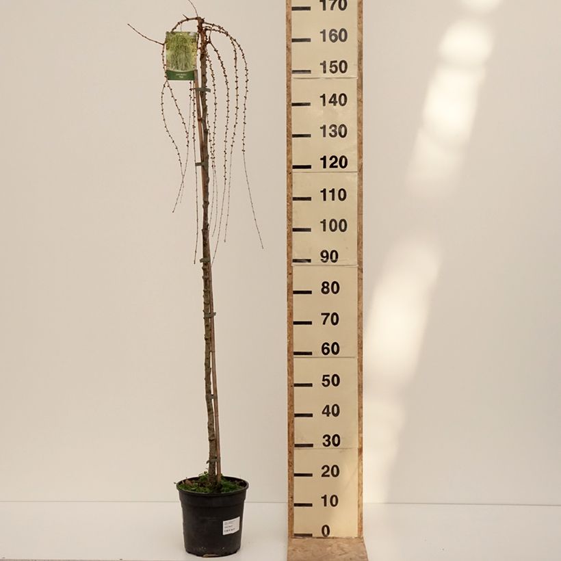 Larix decidua Puli - European Larch 4L/5L pot sample as delivered in winter