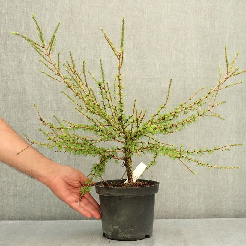 Larix laricina Arethusa Bog - Larch 2L/3L pot sample as delivered in summer
