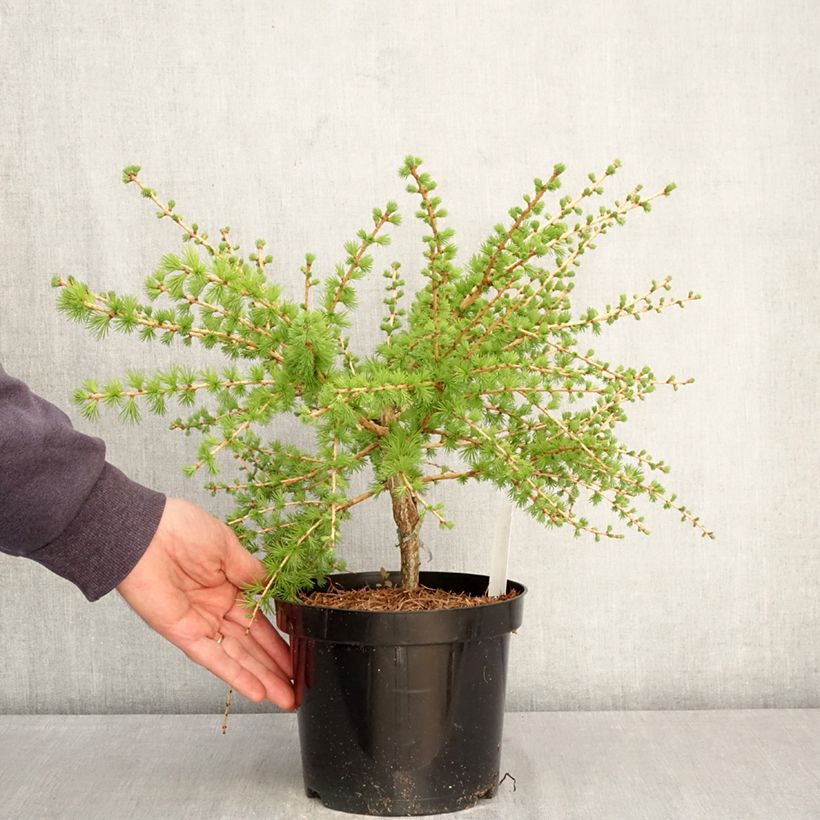 Larix laricina Arethusa Bog - Larch 2L/3L pot sample as delivered in spring