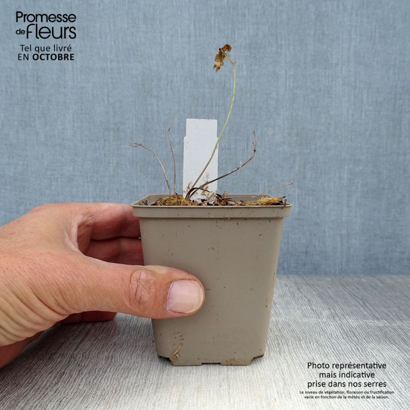 Laserpitium siler 8/9 cm pot sample as delivered in autumn