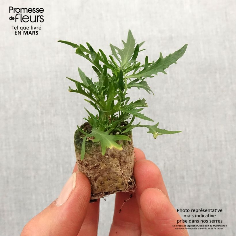 Isotoma Stella Blue - Rock Isotome Plug plant 3/4cm sample as delivered in spring
