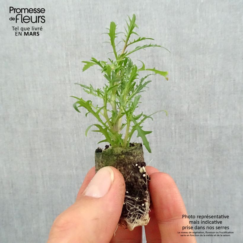 Isotoma Stella Pink - Rock Isotome Plug plant 3/4cm sample as delivered in spring