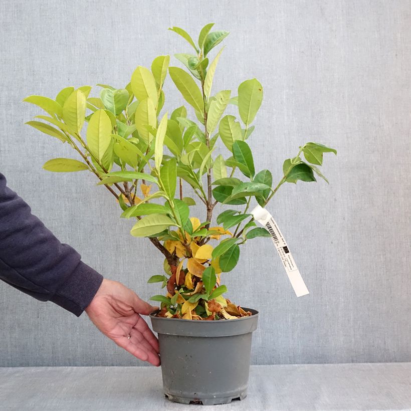 Prunus laurocerasus Ani - Cherry Laurel 3L/4L pot sample as delivered in autumn
