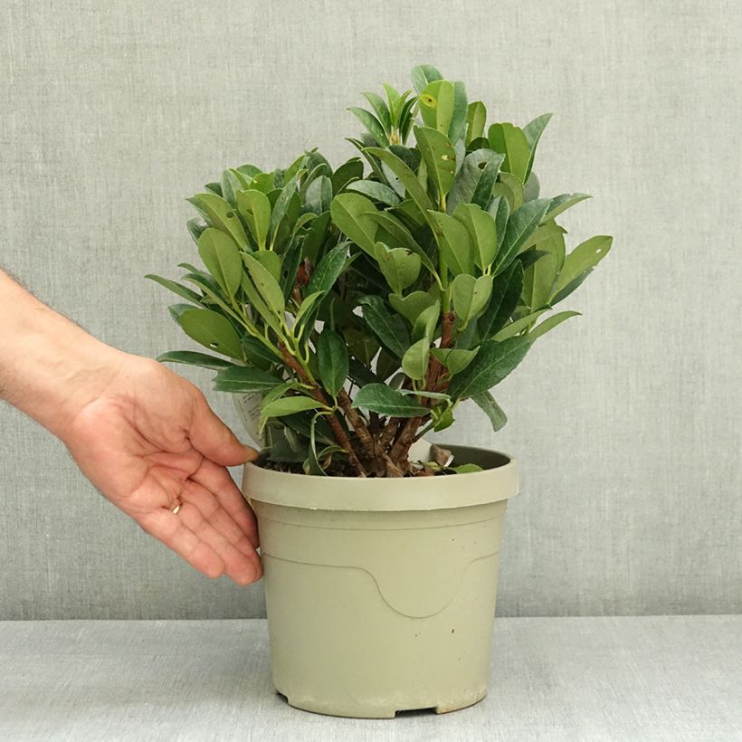 Prunus laurocerasus Bonaparte - Cherry Laurel 3L/4L pot sample as delivered in summer
