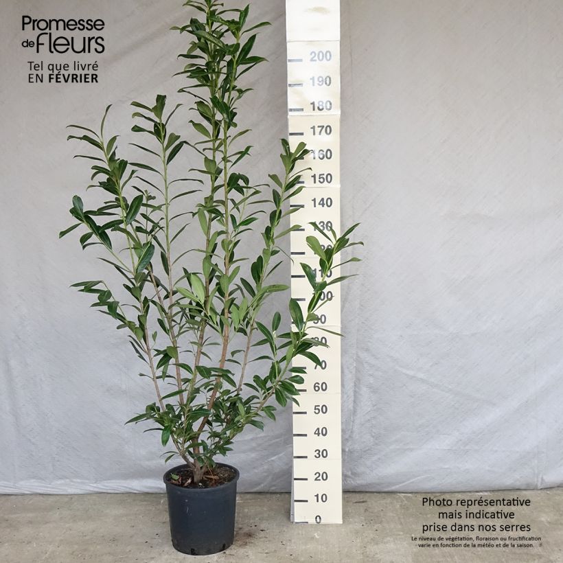 Prunus laurocerasus Caucasica - Caucasian Laurel 7.5L/10L pot sample as delivered in winter