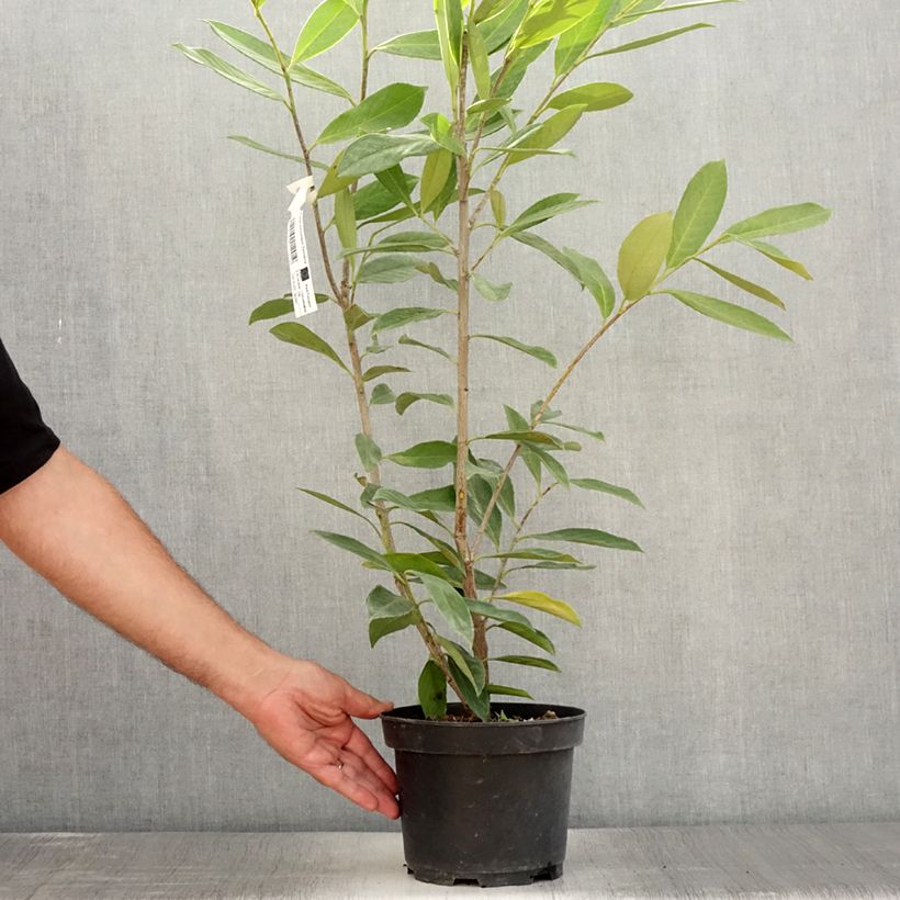Prunus laurocerasus Caucasica - Caucasian Laurel 3L/4L pot sample as delivered in summer