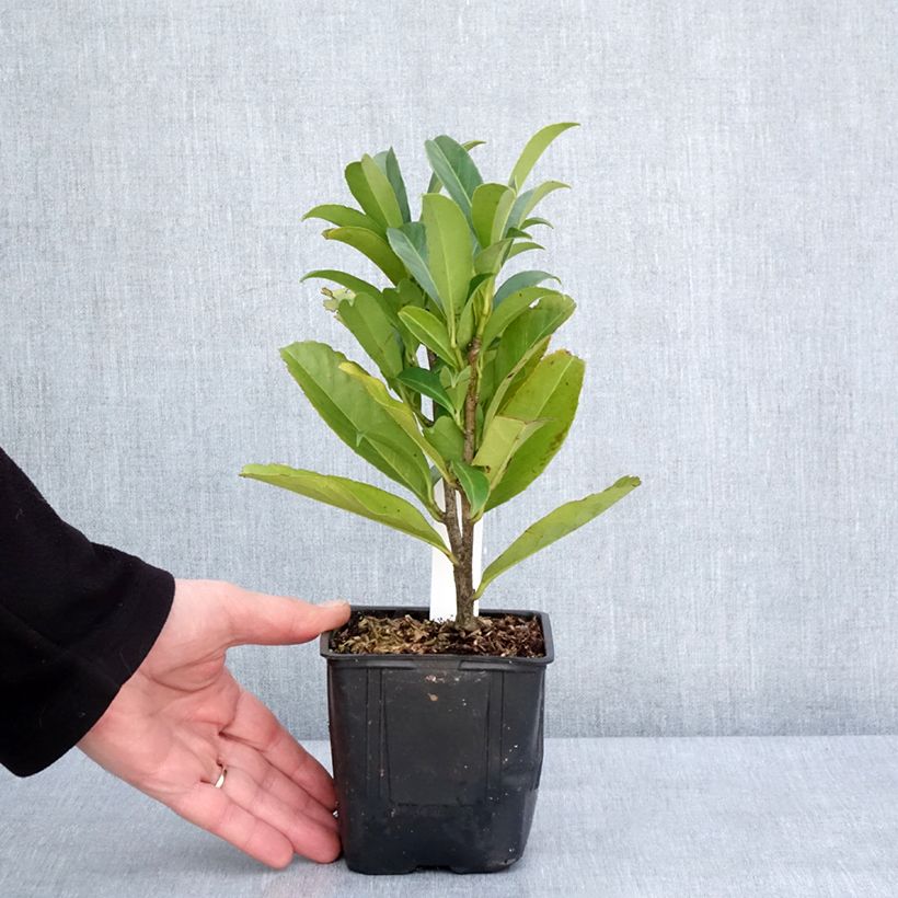 Prunus laurocerasus Caucasica - Caucasian Laurel 8/9 cm pot sample as delivered in winter
