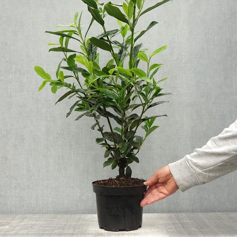 Prunus laurocerasus Elly - Cherry Laurel 3L/4L pot sample as delivered in spring
