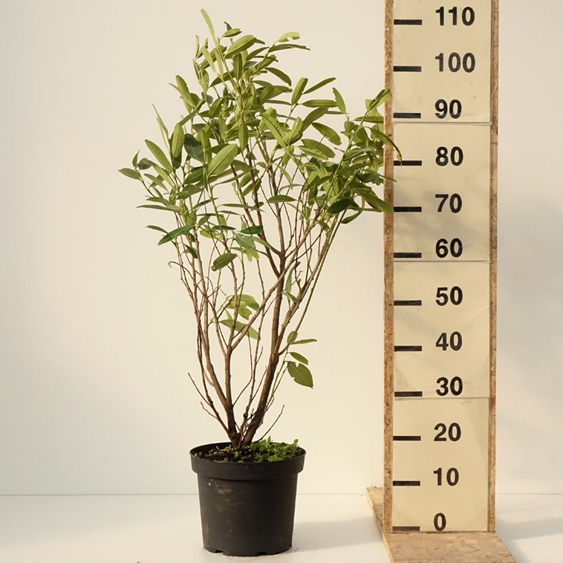 Prunus laurocerasus Herbergii- Cherry Laurel 7.5L/10L pot sample as delivered in winter