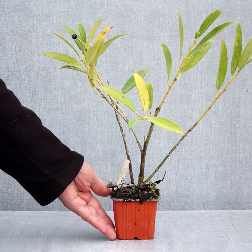 Prunus laurocerasus Herbergii- Cherry Laurel 8/9 cm pot sample as delivered in autumn