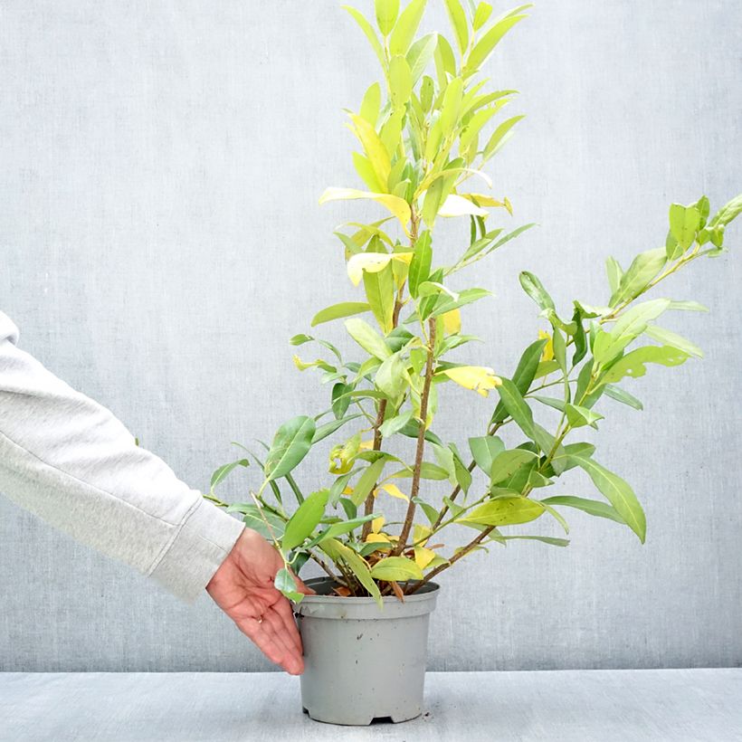 Prunus laurocerasus Herbergii- Cherry Laurel 3L/4L pot sample as delivered in autumn