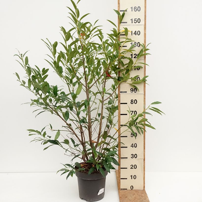 Prunus laurocerasus Herbergii- Cherry Laurel 7.5L/10L pot sample as delivered in autumn