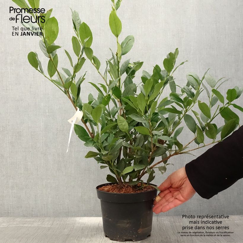 Prunus laurocerasus Mano - Cherry Laurel 3L/4L pot sample as delivered in winter