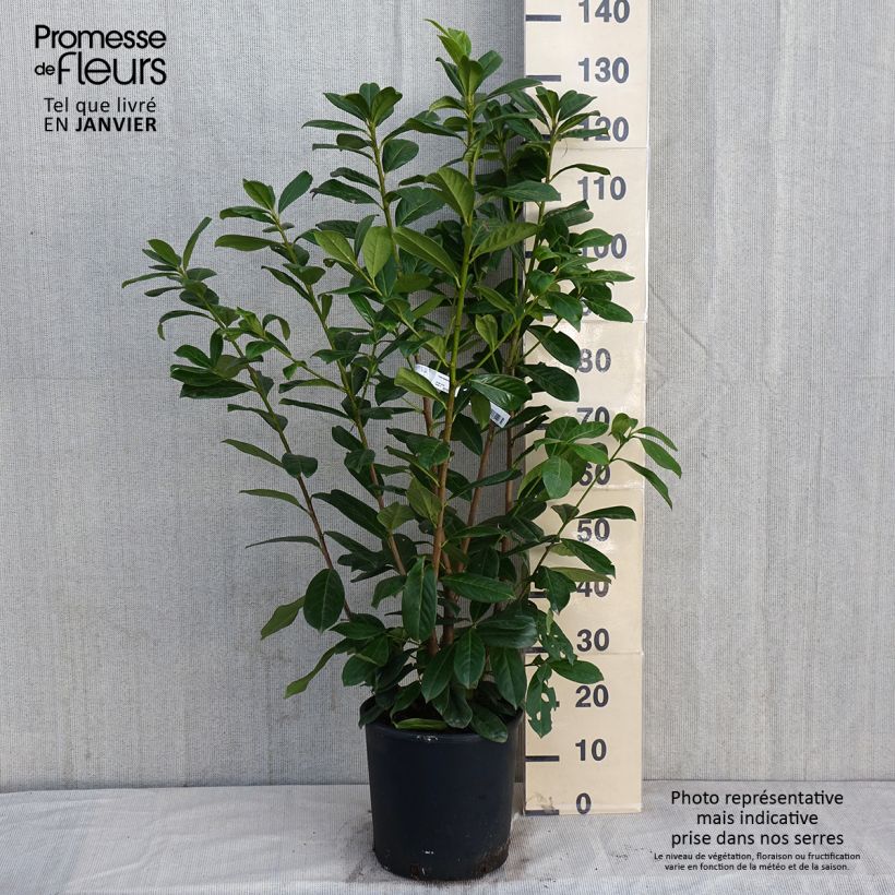 Prunus laurocerasus Novita- Cherry Laurel 7.5L/10L pot sample as delivered in winter