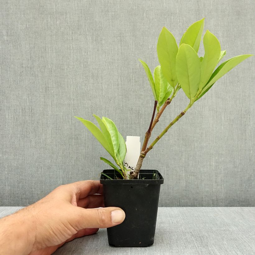 Prunus laurocerasus Novita- Cherry Laurel 8/9 cm pot sample as delivered in summer