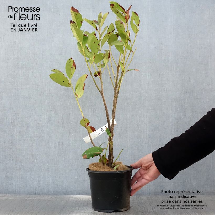 Prunus laurocerasus Obelisk - Cherry Laurel 2L/3L pot sample as delivered in winter