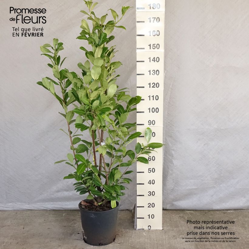 Prunus laurocerasus - Cherry Laurel 7.5L/10L pot sample as delivered in winter