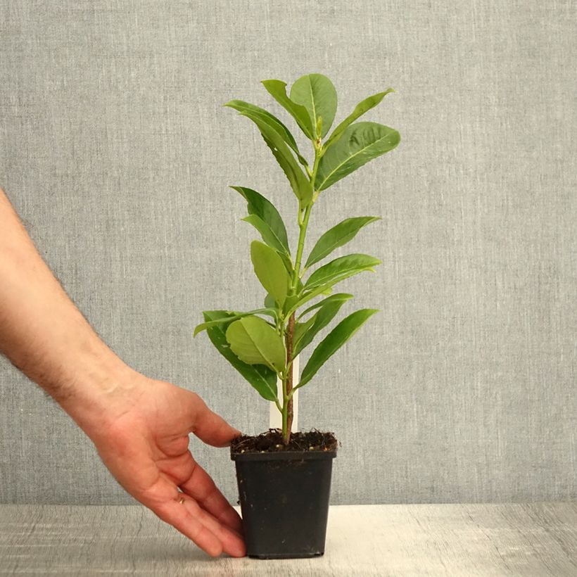 Prunus laurocerasus - Cherry Laurel 8/9 cm pot sample as delivered in spring