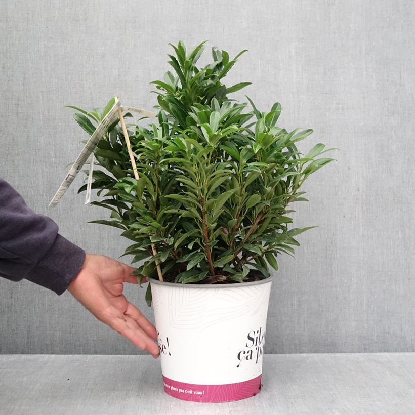 Prunus laurocerasus SOFIA - Cherry Laurel 3L/4L pot sample as delivered in autumn