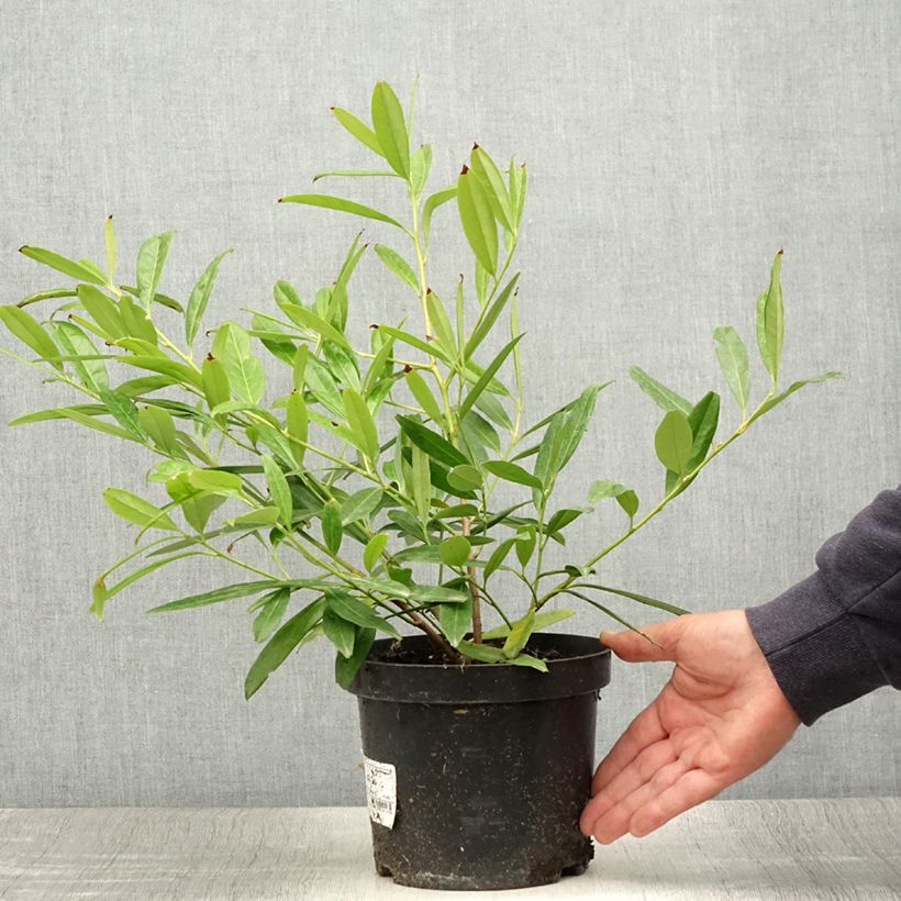 Prunus laurocerasus Zabeliana - Cherry Laurel 2L/3L pot sample as delivered in summer