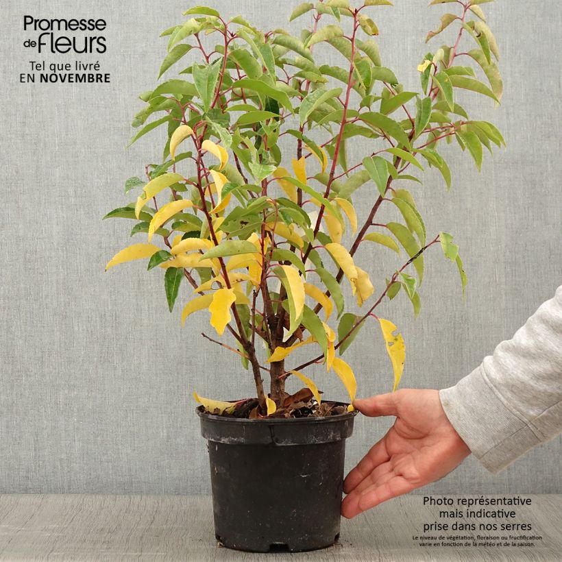 Prunus lusitanica Variegata - Portuguese Laurel 3L/4L pot sample as delivered in autumn