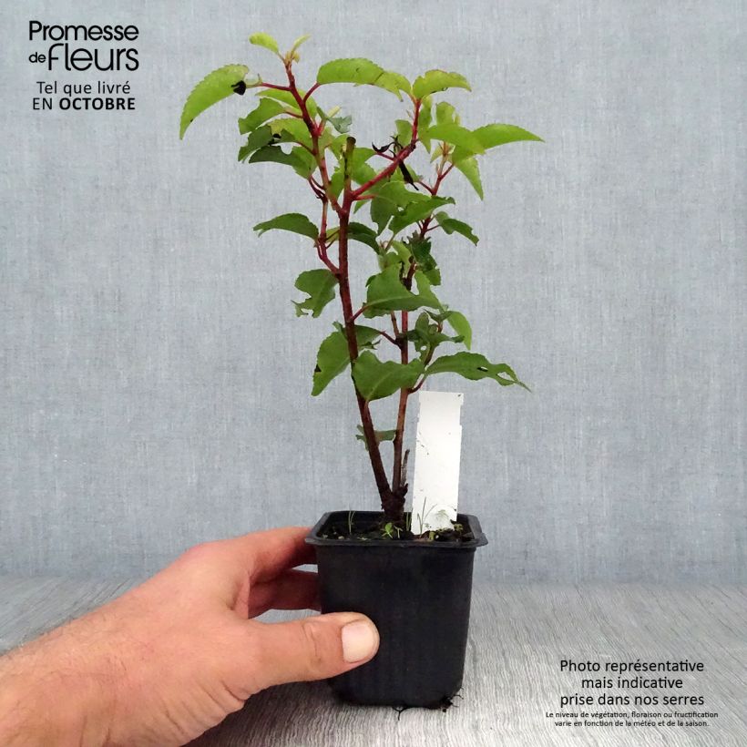 Prunus lusitanica Angustifolia - Portuguese Laurel 8/9 cm pot sample as delivered in autumn