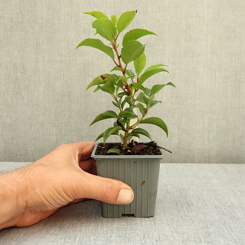 Prunus lusitanica Brenelia - Portuguese Laurel 8/9 cm pot sample as delivered in summer
