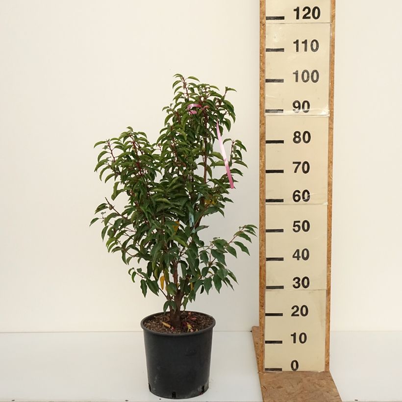 Prunus lusitanica Brenelia - Portuguese Laurel 7.5L/10L pot sample as delivered in autumn