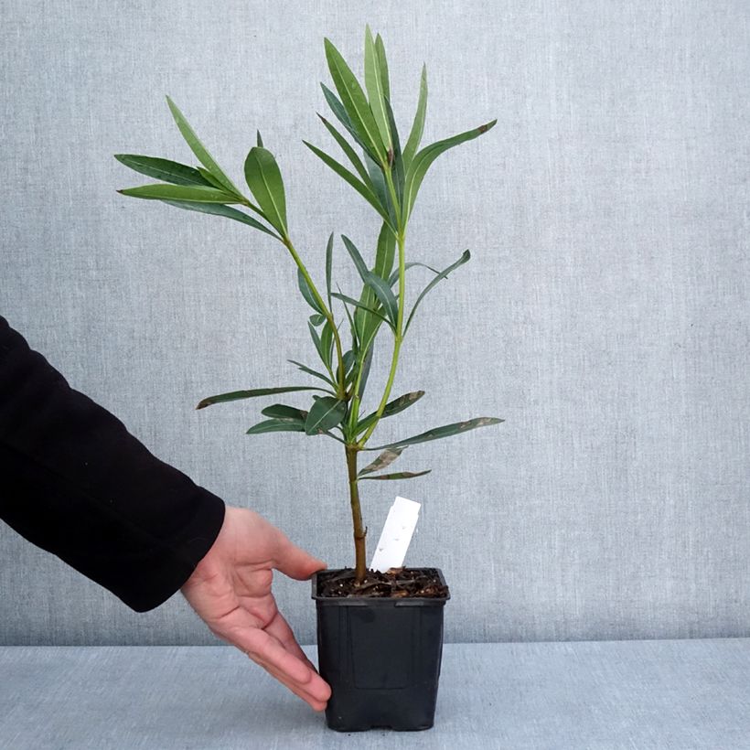 Nerium oleander Commandant Barthélemy - Rose Bay 10cm/11cm pot sample as delivered in spring
