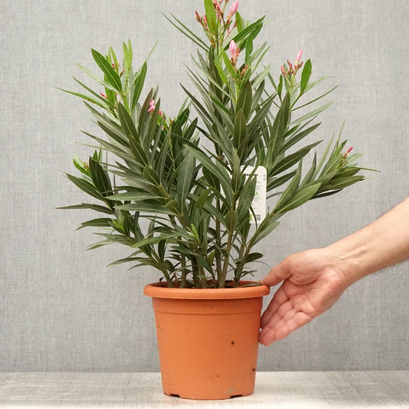 Nerium oleander Emilie 3L/4L pot, Bush sample as delivered in summer