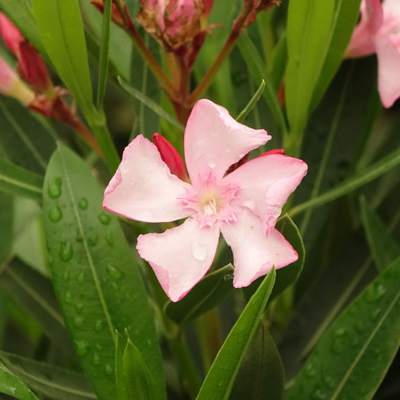 Nerium oleander Emilie (Flowering)