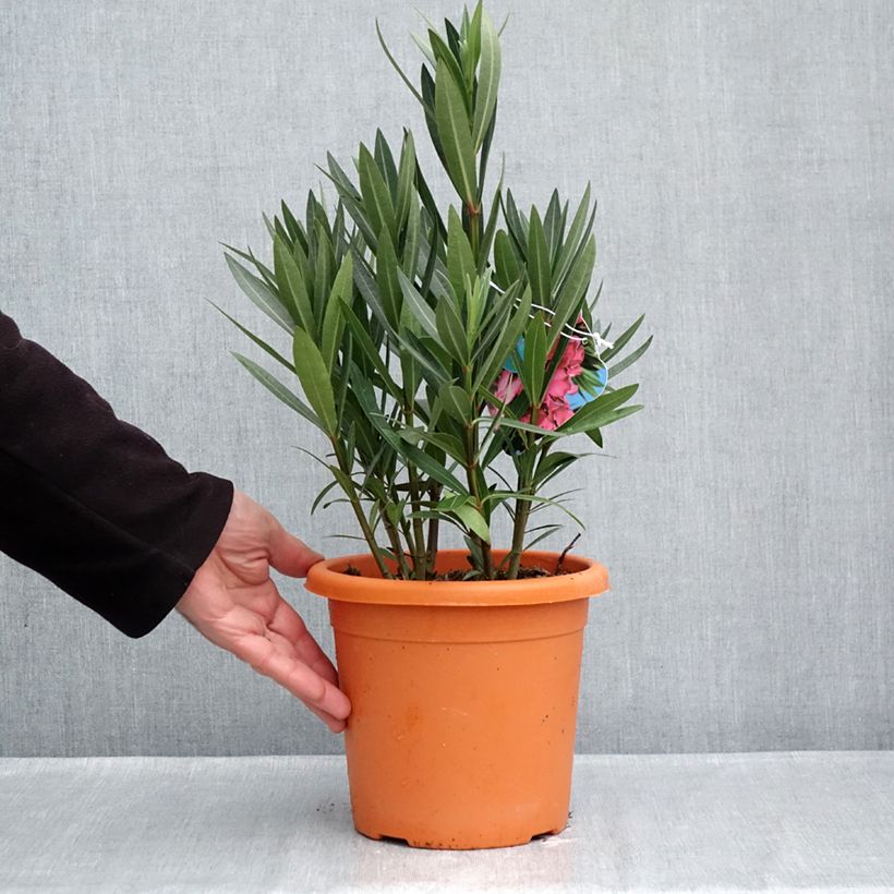 Nerium oleander Italia 3L/4L pot, Bush sample as delivered in autumn