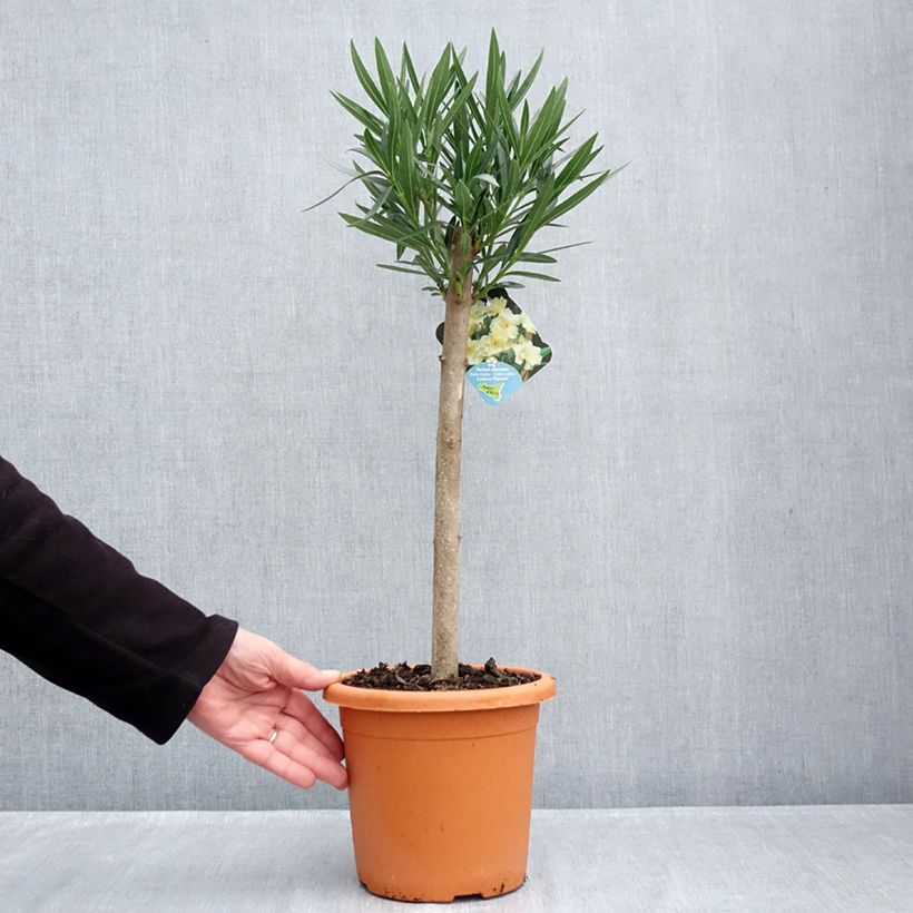 Nerium oleander Luteum Plenum 2L/3L pot sample as delivered in autumn