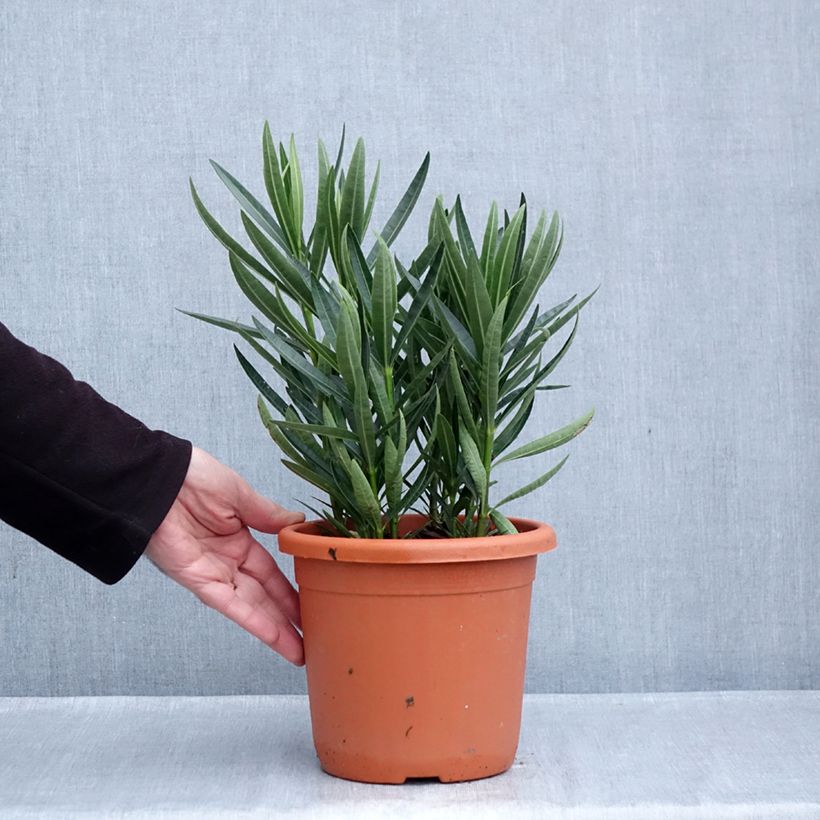 Nerium oleander Luteum Plenum 3L/4L pot, Bush sample as delivered in autumn