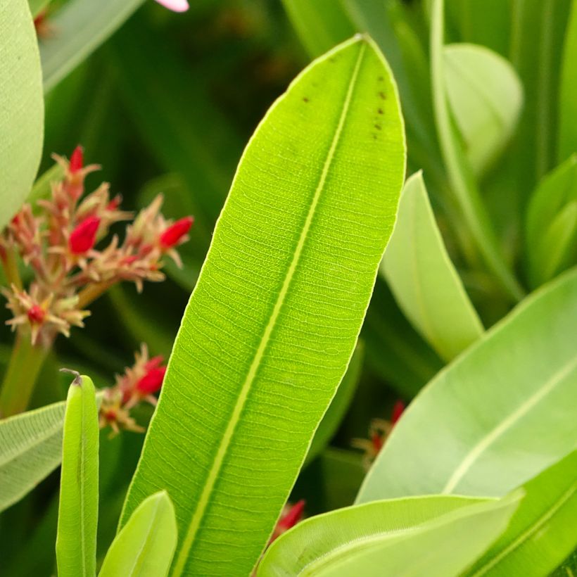 Nerium oleander Magaly (Foliage)