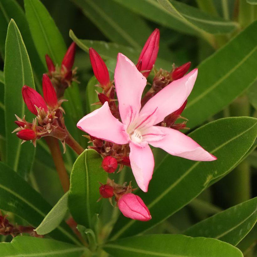 Nerium oleander Magaly (Flowering)
