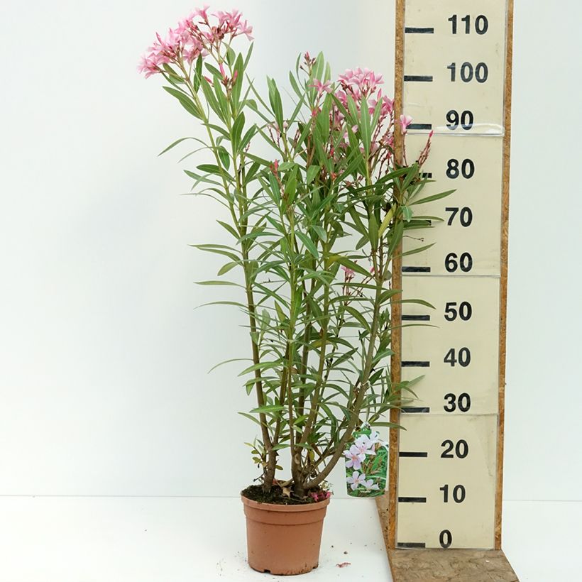 Nerium oleander Magaly 3L/4L pot sample as delivered in summer