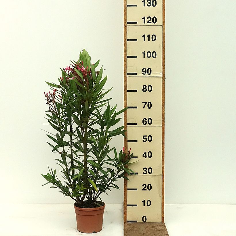 Nerium oleander Magaly 3L/4L pot sample as delivered in spring