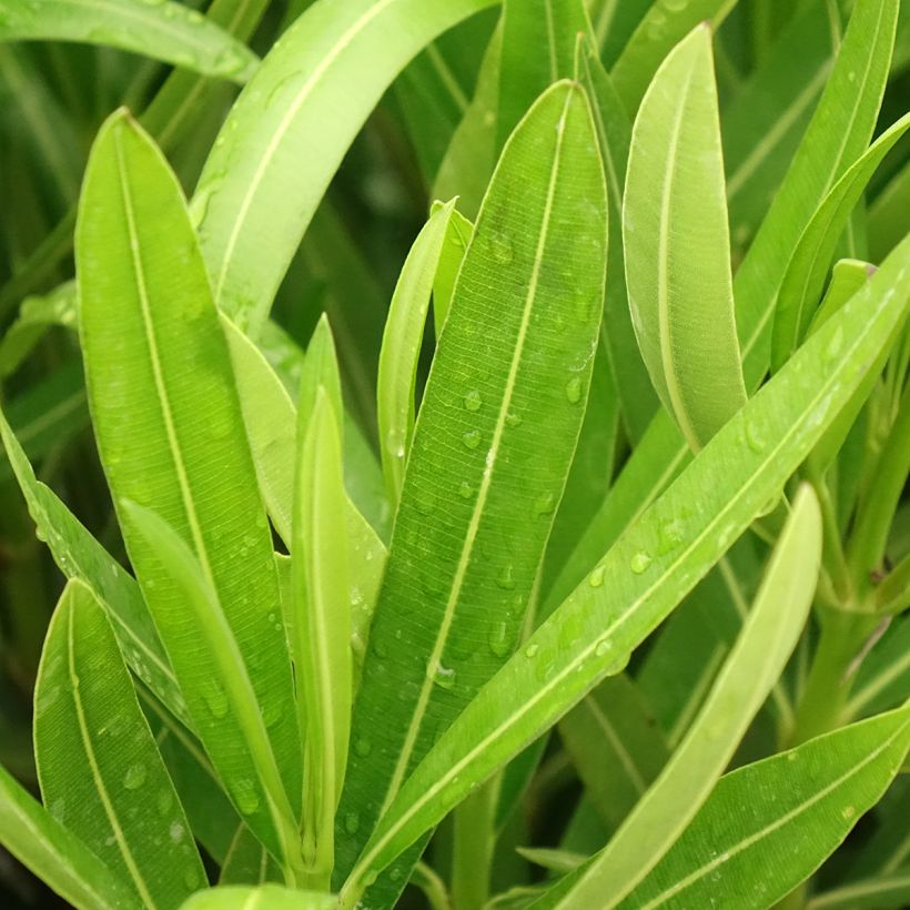 Nerium oleander Margarita (Foliage)