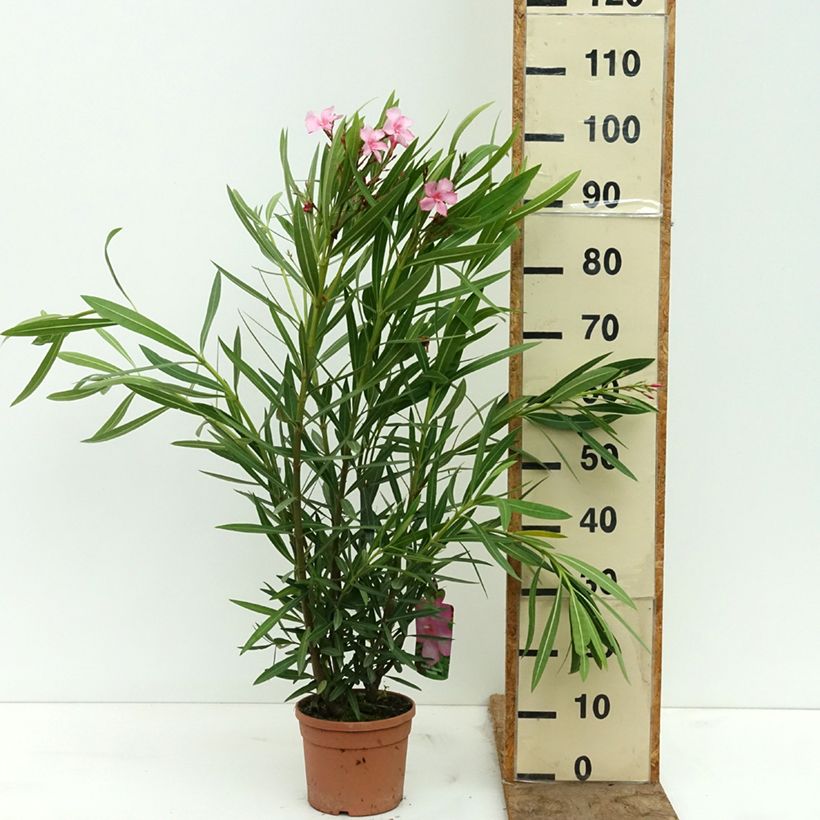 Nerium oleander Margarita 3L/4L pot sample as delivered in spring