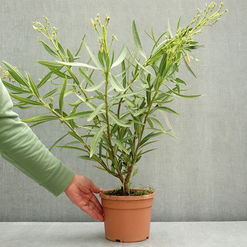 Nerium oleander Marie Gambetta 3L/4L pot sample as delivered in spring