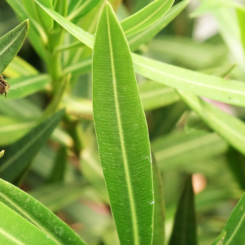 Nerium oleander Maurin des Maures (Foliage)