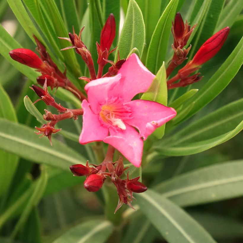 Nerium oleander Maurin des Maures (Flowering)