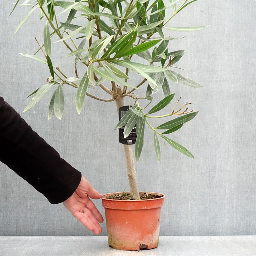 Nerium oleander - Rose Bay 2L/3L pot, Quarter standard (rose) sample as delivered in winter