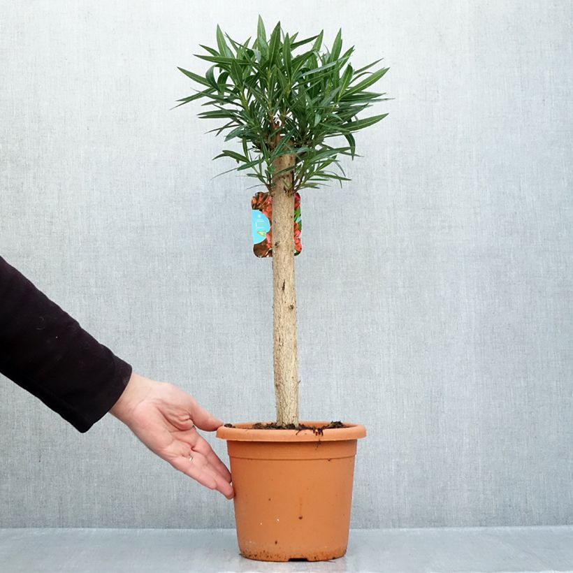 Rose Bay - Nerium oleander Red Single 2L/3L pot sample as delivered in autumn