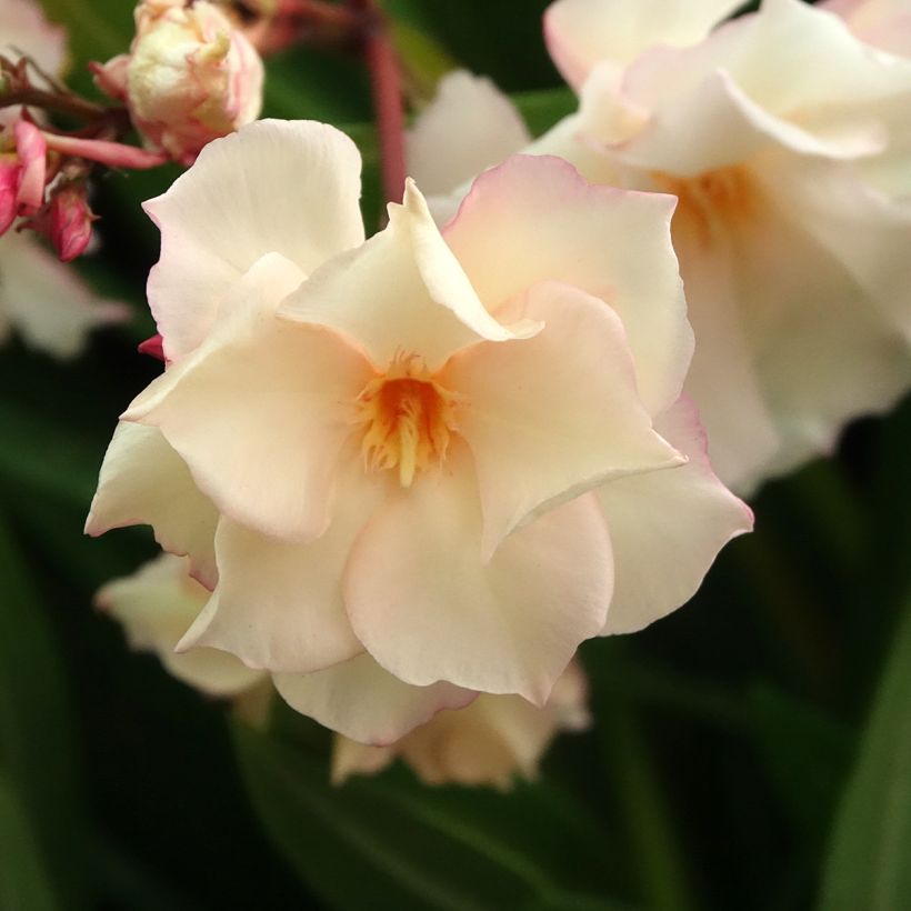Nerium oleander Provence (Flowering)