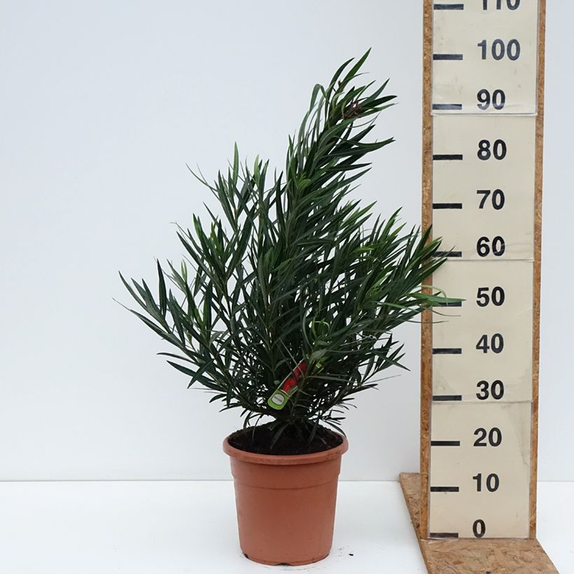 Nerium oleander Provence 3L/4L pot sample as delivered in autumn