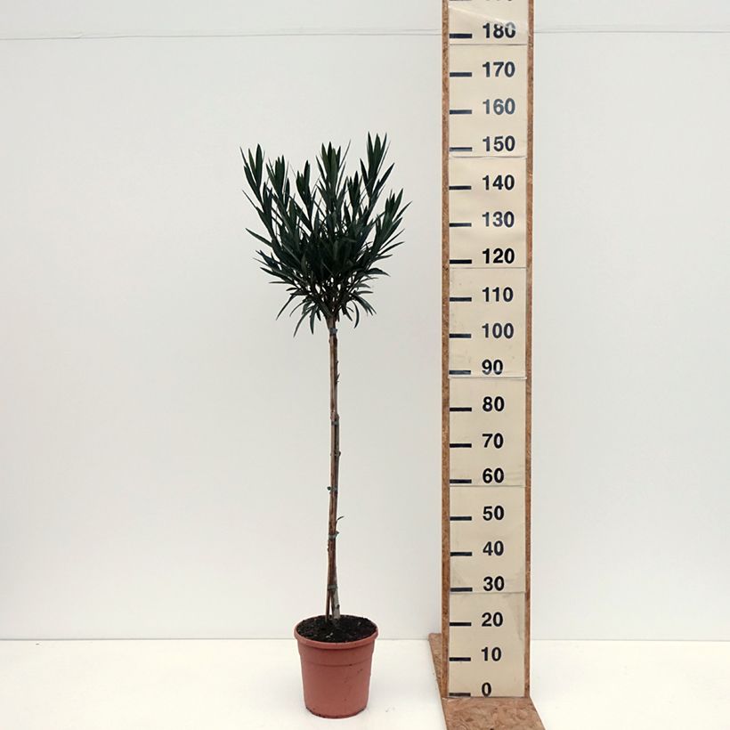 Nerium oleander Provence 6L/7L pot sample as delivered in autumn