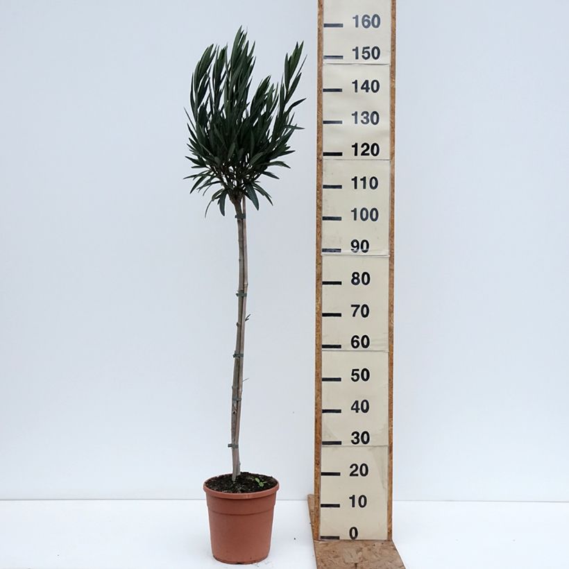 Nerium oleander Provence 6L/7L pot sample as delivered in winter